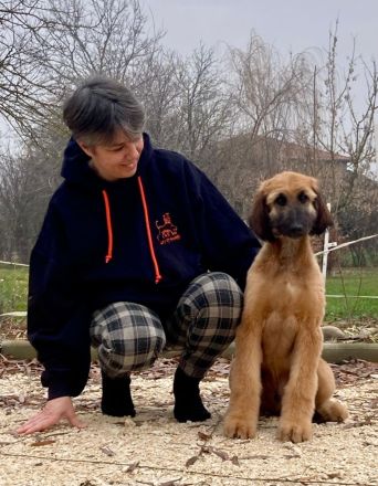 Cucciolo di segugno afgano