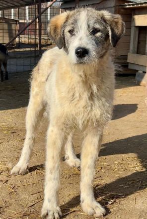 Struppi sucht sein für immer Zuhause