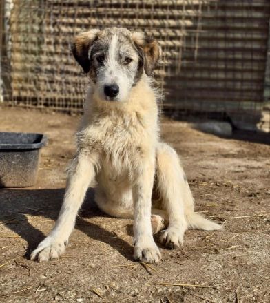 Struppi sucht sein für immer Zuhause