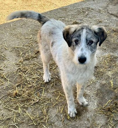 Struppi sucht sein für immer Zuhause