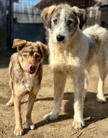 Struppi sucht sein für immer Zuhause