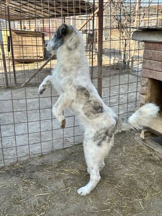 Struppi sucht sein für immer Zuhause