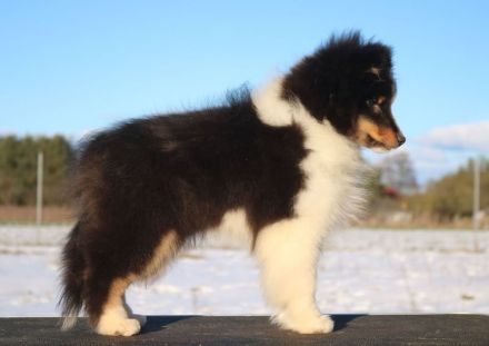 Sheltie Rüde Welpe FCI
