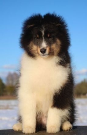 Sheltie Rüde Welpe FCI