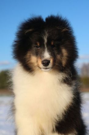 Sheltie Rüde Welpe FCI