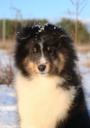 Sheltie Rüde Welpe FCI