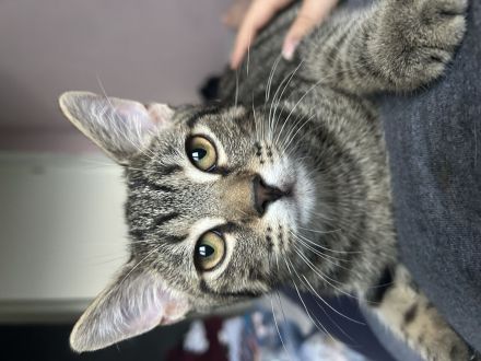 Junge Katze sucht ein neues Zuhause