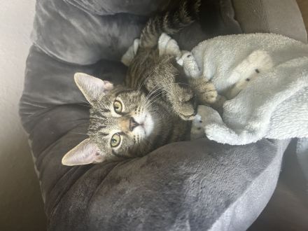 Junge Katze sucht ein neues Zuhause