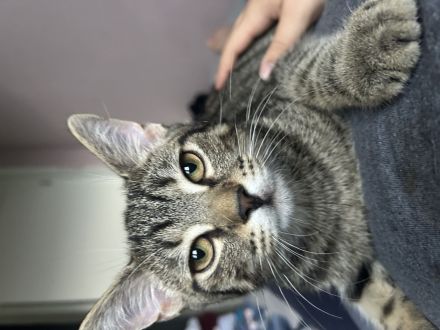 Junge Katze sucht ein neues Zuhause