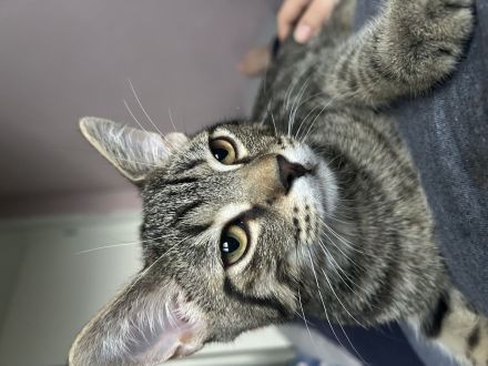 Junge Katze sucht ein neues Zuhause