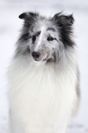 Sheltie Deckrüde - MultiCH.GCH.imp.USA TWISTED TREE BLAZE