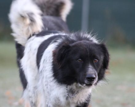 Sam Carter wartet auf dich in 84152 Mengkofen