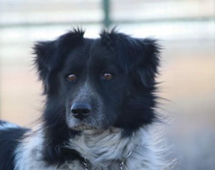 Sam Carter wartet auf dich in 84152 Mengkofen