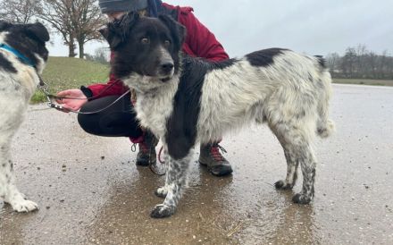 Sam Carter wartet auf dich in 84152 Mengkofen