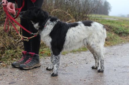 Sam Carter wartet auf dich in 84152 Mengkofen