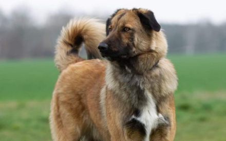 sensibler Nevi sucht ein hundeerfahrenes Zuhause