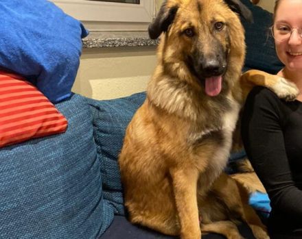 sensibler Nevi sucht ein hundeerfahrenes Zuhause