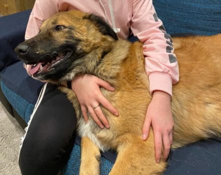 sensibler Nevi sucht ein hundeerfahrenes Zuhause