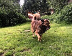 sensibler Nevi sucht ein hundeerfahrenes Zuhause