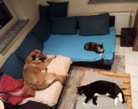 sensibler Nevi sucht ein hundeerfahrenes Zuhause