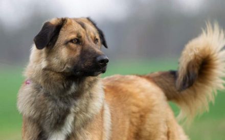 sensibler Nevi sucht ein hundeerfahrenes Zuhause