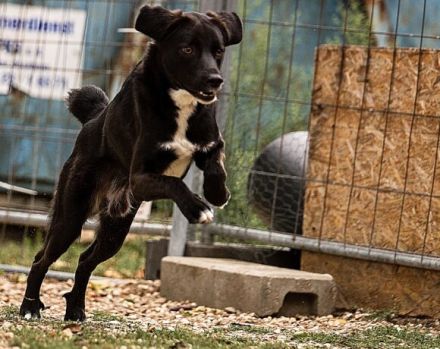 cleverer Ghandi sucht ein ruhiges, stabiles Zuhause und erfahrene Halter