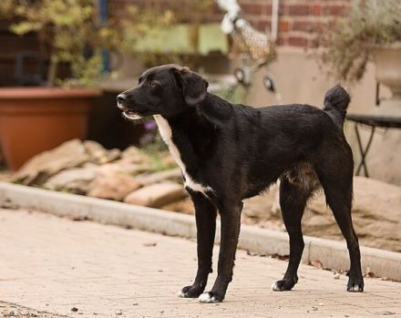 cleverer Ghandi sucht ein ruhiges, stabiles Zuhause und erfahrene Halter