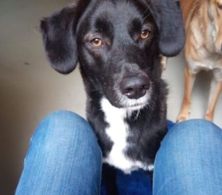 cleverer Ghandi sucht ein ruhiges, stabiles Zuhause und erfahrene Halter