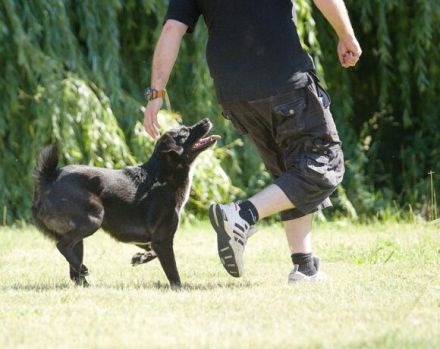 cleverer Ghandi sucht ein ruhiges, stabiles Zuhause und erfahrene Halter