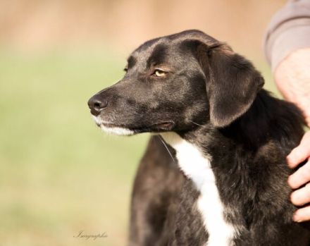 cleverer Ghandi sucht ein ruhiges, stabiles Zuhause und erfahrene Halter