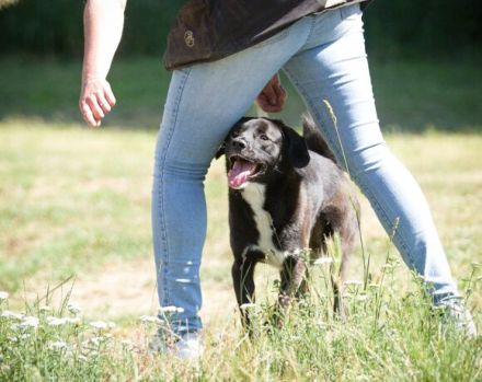 cleverer Ghandi sucht ein ruhiges, stabiles Zuhause und erfahrene Halter