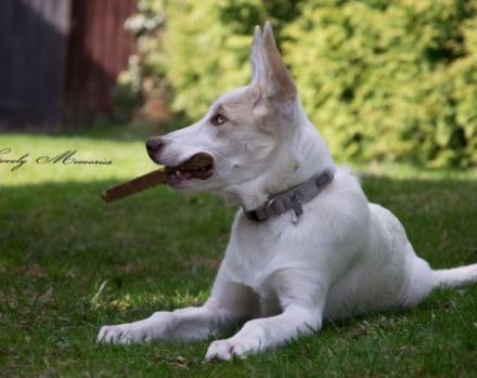 Schlägt Dein Herz für Froggy?