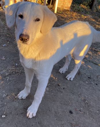 Julius, geb. ca. 03/2024, lebt in GRIECHENLAND, auf einer privaten Pflegestelle