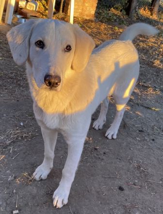 Julius, geb. ca. 03/2024, lebt in GRIECHENLAND, auf einer privaten Pflegestelle