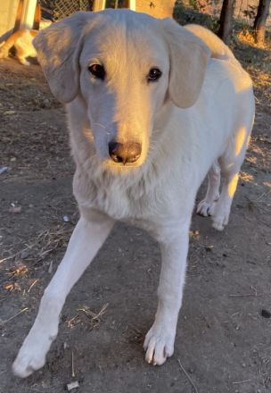 Julius, geb. ca. 03/2024, lebt in GRIECHENLAND, auf einer privaten Pflegestelle