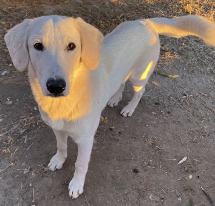 Julius, geb. ca. 03/2024, lebt in GRIECHENLAND, auf einer privaten Pflegestelle