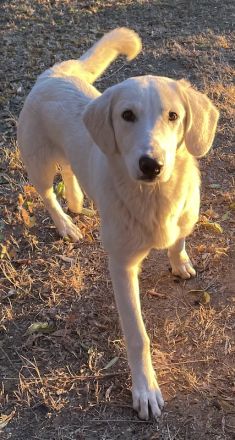 Julius, geb. ca. 03/2024, lebt in GRIECHENLAND, auf einer privaten Pflegestelle