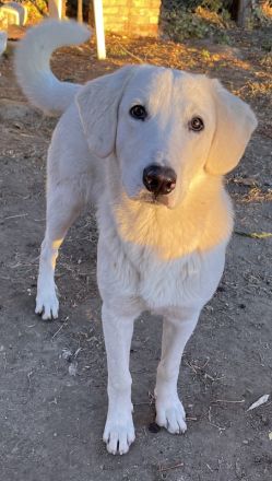 Julius, geb. ca. 03/2024, lebt in GRIECHENLAND, auf einer privaten Pflegestelle