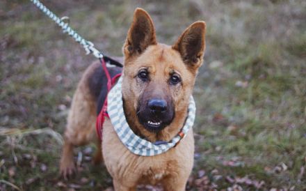 Ariana möchte deine treue Begleiterin werden!