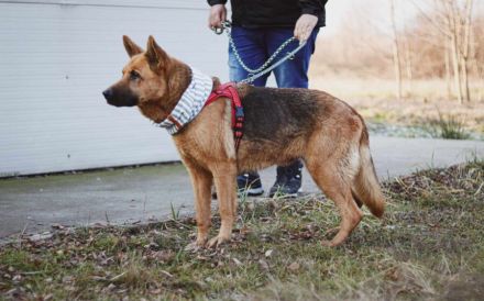 Ariana möchte deine treue Begleiterin werden!