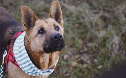 Ariana möchte deine treue Begleiterin werden!