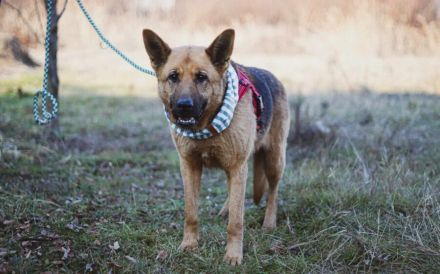 Ariana möchte deine treue Begleiterin werden!