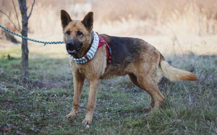 Ariana möchte deine treue Begleiterin werden!