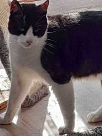 Kater in Liebevolle Hände gegen Schutz gebühr in Bremerhaven abzugeben