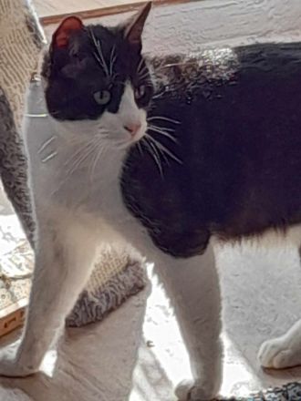 Kater in Liebevolle Hände gegen Schutz gebühr in Bremerhaven abzugeben