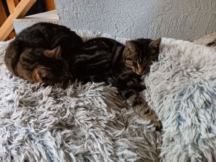 Super süße kastrierte Kater in gute Hände abzugeben