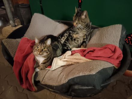 Super süße kastrierte Kater in gute Hände abzugeben