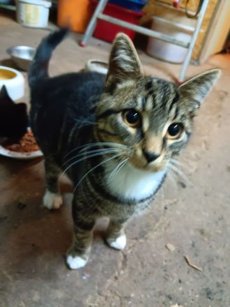 Super süße kastrierte Kater in gute Hände abzugeben