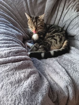 Super süße kastrierte Kater in gute Hände abzugeben