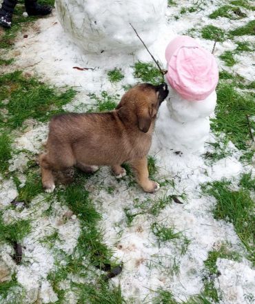 Alaskan Malamute X Germanischer Bärenhund Welpen